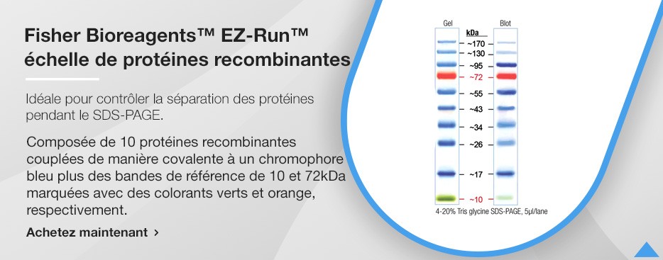 Fisher BioReagents™ EZ-Run™ Prestained Rec Protein Ladder
