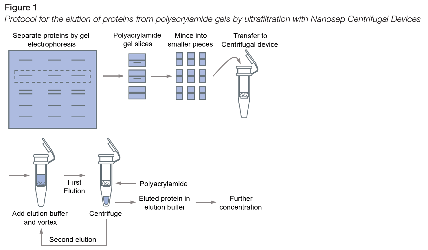 Figure du protocole d’élution des protéines